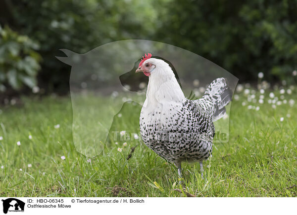 Ostfriesische Mwe / East Frisian Gull / HBO-06345