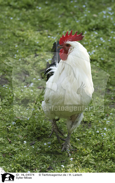 Sylter Mwe / East Frisian Gull / HL-04574