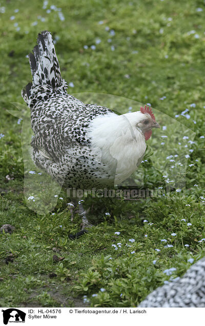 Sylter Mwe / East Frisian Gull / HL-04576