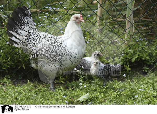 Sylter Mwe / East Frisian Gull / HL-04579
