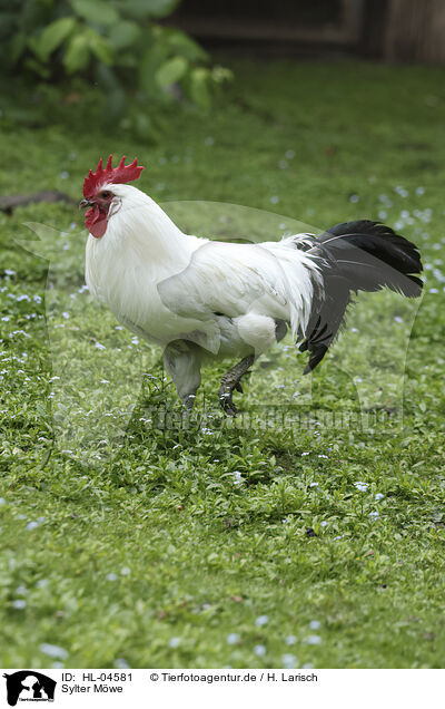 Sylter Mwe / HL-04581