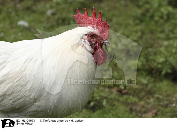 Sylter Mwe / East Frisian Gull / HL-04631