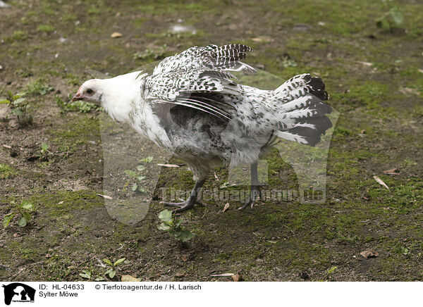 Sylter Mwe / East Frisian Gull / HL-04633