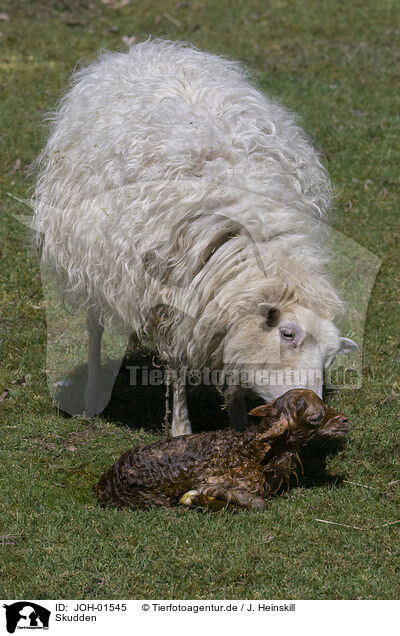 Skudden / Skudde Sheeps / JOH-01545