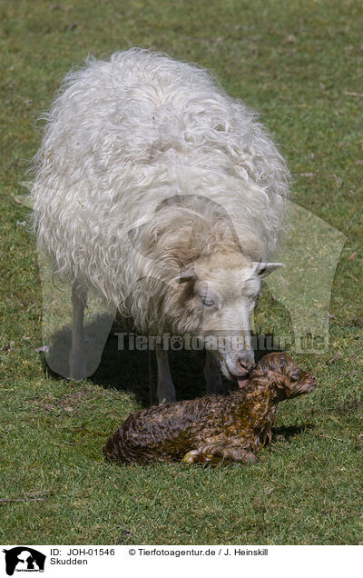 Skudden / Skudde Sheeps / JOH-01546