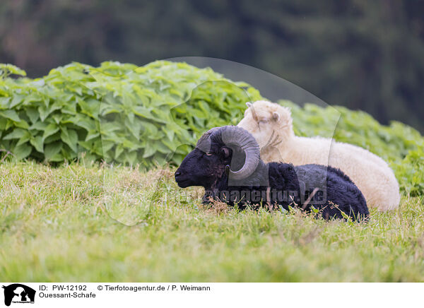 Ouessant-Schafe / Ushant sheeps / PW-12192