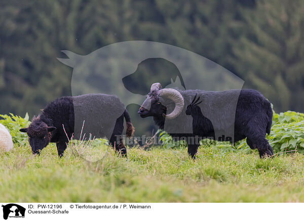 Ouessant-Schafe / Ushant sheeps / PW-12196