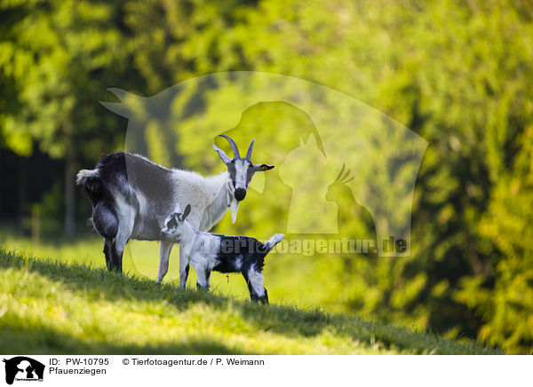 Pfauenziegen / Peacock goats / PW-10795