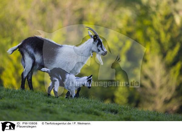 Pfauenziegen / Peacock goats / PW-10808