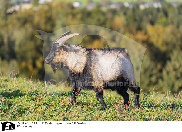 Pfauenziege / Peacock Goat / PW-11272