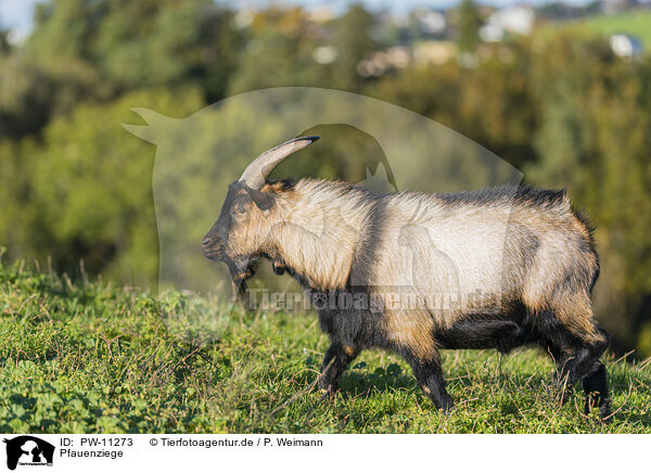 Pfauenziege / Peacock Goat / PW-11273