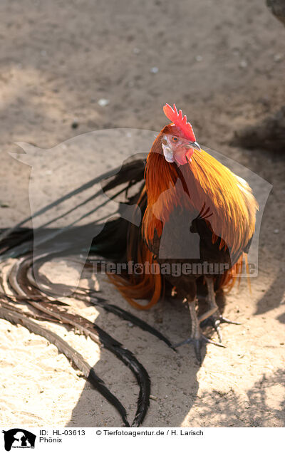 Phnix / phoenix chicken / HL-03613