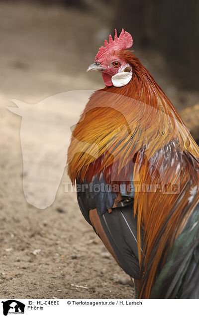 Ph�nix / Phoenix / HL-04880