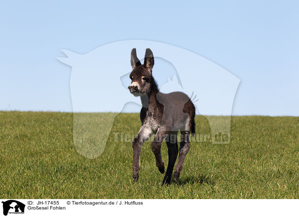Groesel Fohlen / donkey foal / JH-17455