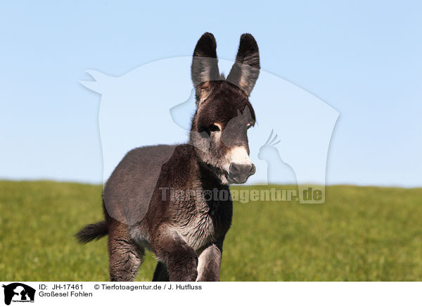 Groesel Fohlen / donkey foal / JH-17461