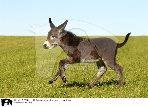 Groesel Fohlen / donkey foal / JH-17462