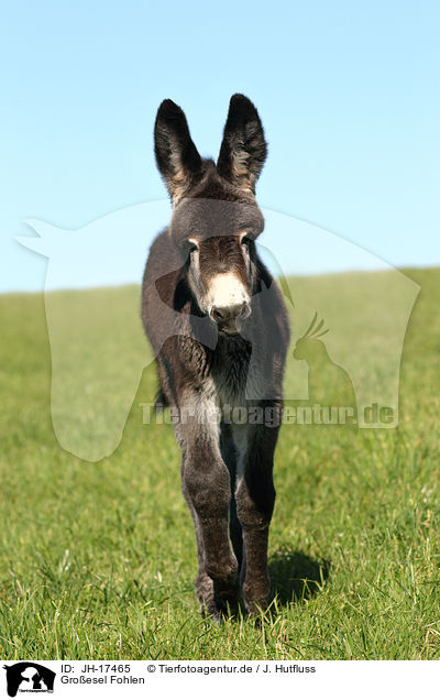 Groesel Fohlen / donkey foal / JH-17465