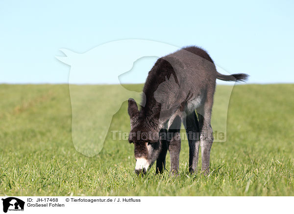 Groesel Fohlen / donkey foal / JH-17468