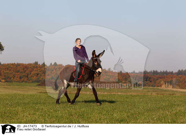 Frau reitet Groesel / woman rides donkey / JH-17473