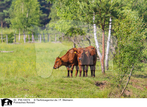 Polnisches Rotvieh / polish red cattle / PW-10074