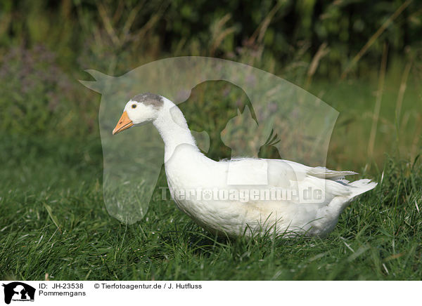 Pommerngans / Pomeranian goose / JH-23538