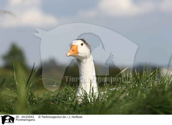 Pommerngans / Pomeranian goose / JH-23542