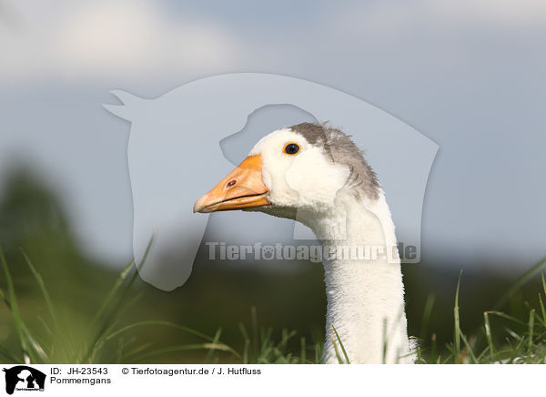 Pommerngans / Pomeranian goose / JH-23543