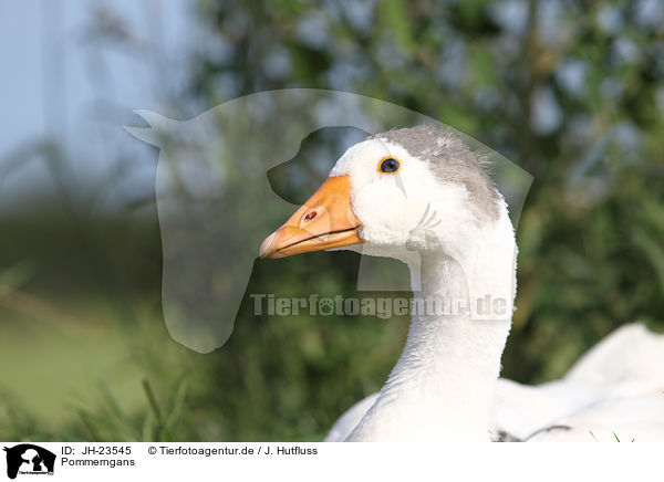 Pommerngans / Pomeranian goose / JH-23545