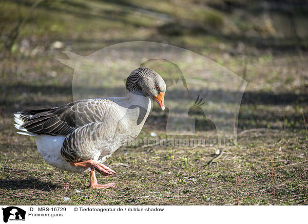 Pommerngans / Pomeranian goose / MBS-16729