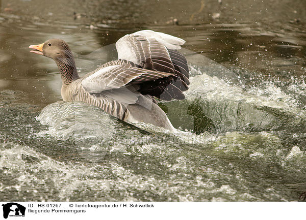 fliegende Pommerngans / flying Pomeranian Goose / HS-01267