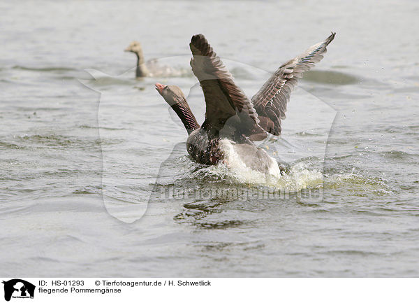 fliegende Pommerngnse / flying Pomeranian Geese / HS-01293