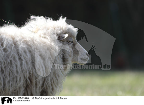 Quessantschaf / Quessant sheep / JM-01878