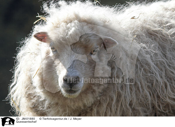 Quessantschaf / Quessant sheep / JM-01880