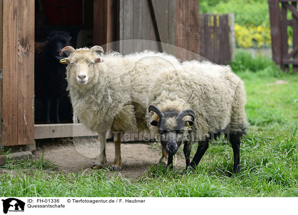 Quessantschafe / Quessant Sheeps / FH-01336