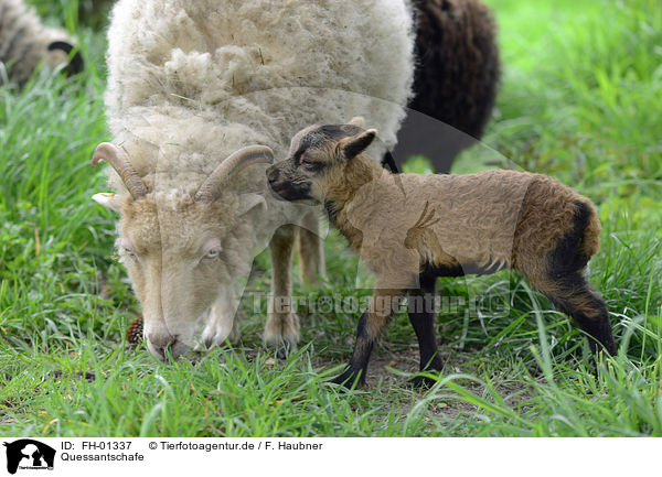 Quessantschafe / Quessant Sheeps / FH-01337