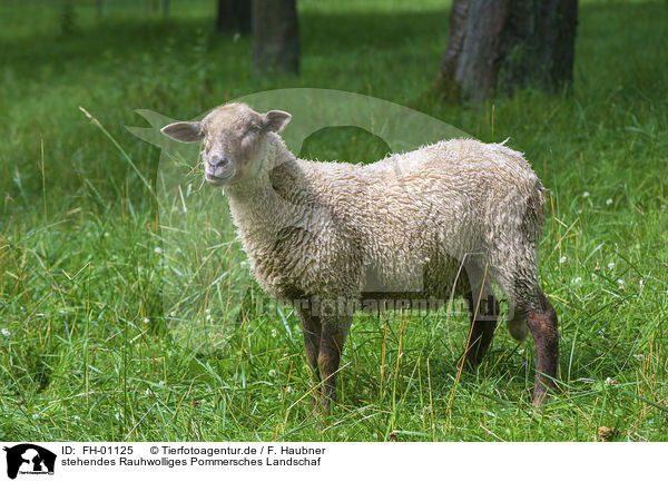 stehendes Rauhwolliges Pommersches Landschaf / standing Pomeranian coarsewool Sheep / FH-01125