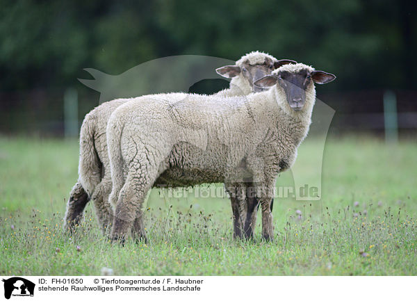 stehende Rauhwolliges Pommersches Landschafe / standing Pomeranian coarsewool Sheeps / FH-01650