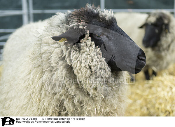 Rauhwolliges Pommersches Landschafe / Pomeranian coarsewool sheeps / HBO-06356