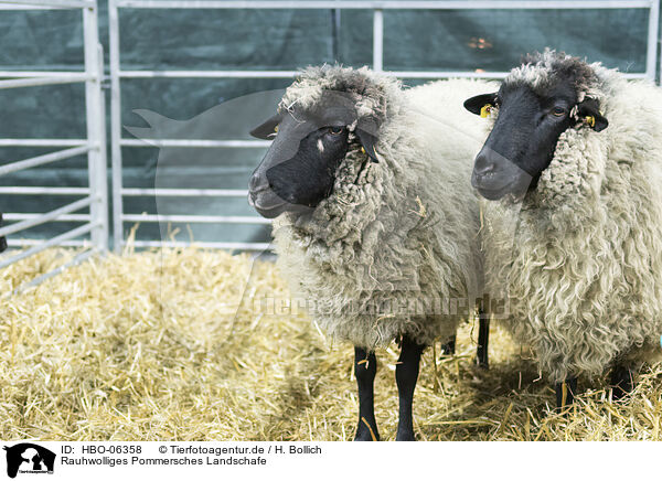 Rauhwolliges Pommersches Landschafe / Pomeranian coarsewool sheeps / HBO-06358