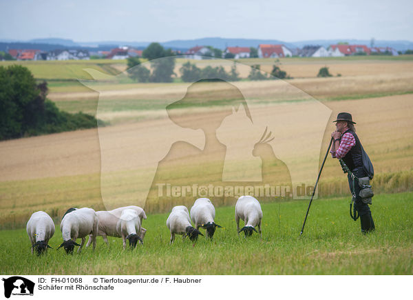 Schfer mit Rhnschafe / shepherd with Rhn Sheeps / FH-01068