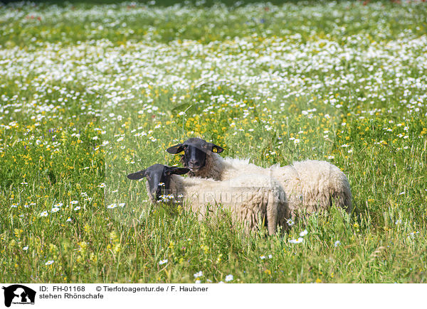 stehen Rhnschafe / standing Rhone Sheeps / FH-01168