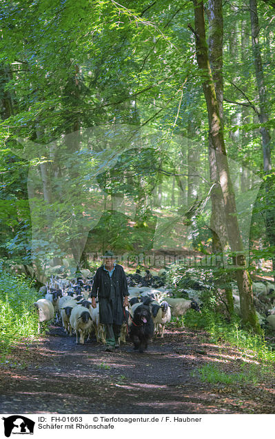Schfer mit Rhnschafe / Shepherd with Rhn Sheeps / FH-01663