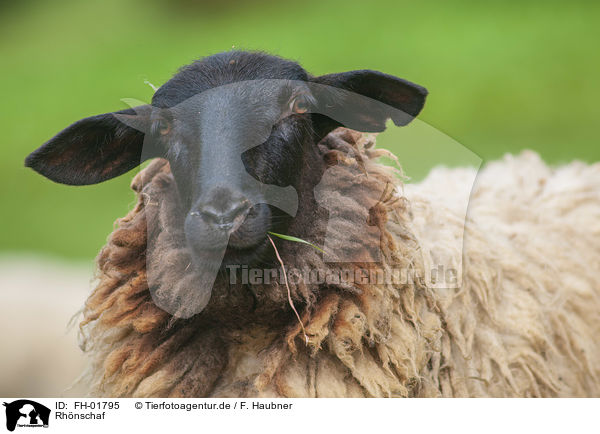 Rhnschaf / Rhn sheep / FH-01795