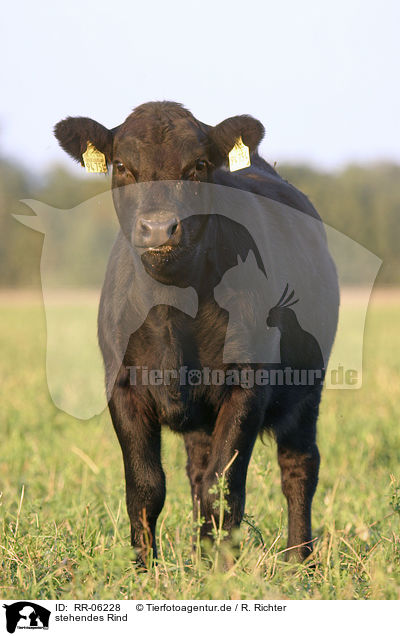 stehendes Rind / standing cow / RR-06228