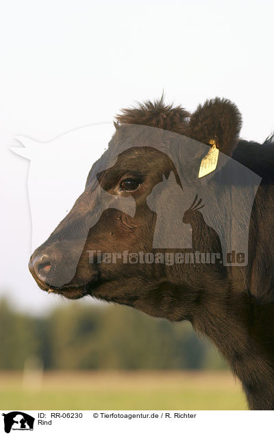 Rind / Cow Portrait / RR-06230