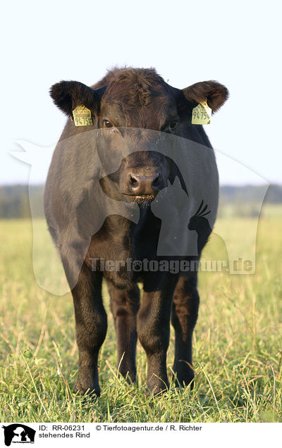 stehendes Rind / standing cow / RR-06231
