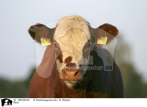 Rind / Cow Portrait / RR-06234