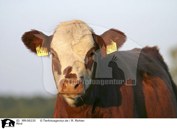 Rind / Cow Portrait / RR-06235