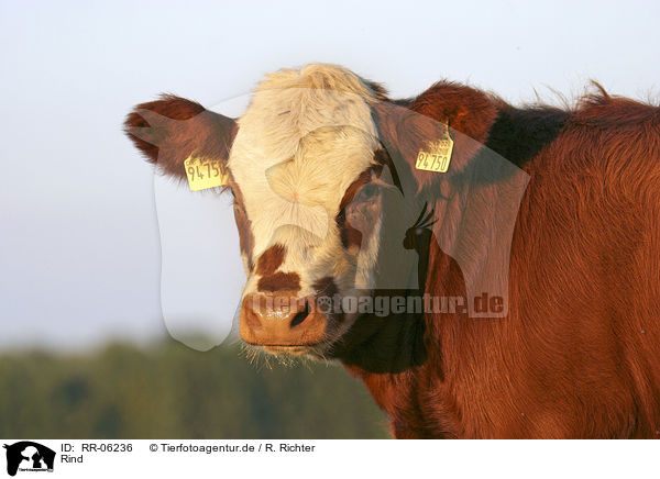Rind / Cow Portrait / RR-06236