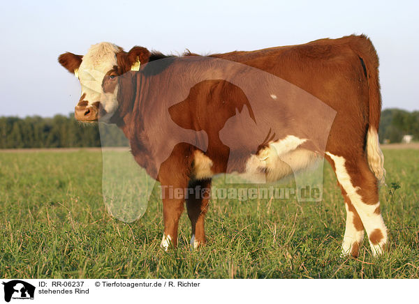 stehendes Rind / standing cow / RR-06237
